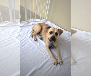 Bullmastiff-Unknown Mix Dogs for adoption in McKinney, TX, USA