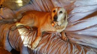 Labrador Retriever Dogs for adoption in Burbank, CA, USA