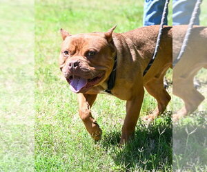 American Bulldog-Unknown Mix Dogs for adoption in Glen Allen, VA, USA