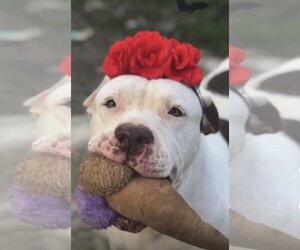 American Staffordshire Terrier Dogs for adoption in Astoria, NY, USA