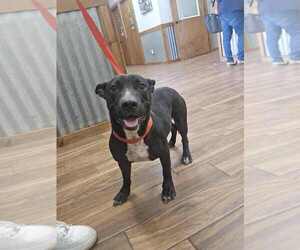 American Pit Bull Terrier-Unknown Mix Dogs for adoption in New York, NY, USA