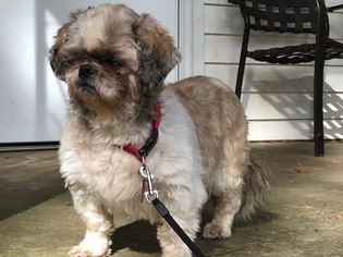 Shih Tzu Dogs for adoption in New Albany, MS, USA