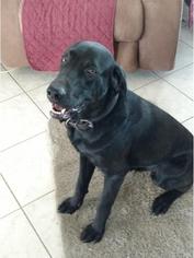 Labrador Retriever-Unknown Mix Dogs for adoption in Houston, TX, USA