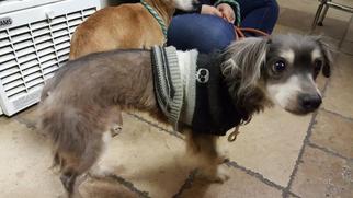 Papshund Dogs for adoption in Camarillo, CA, USA