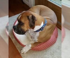 Boxer Dogs for adoption in Rowayton, CT, USA