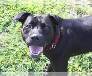 Rottweiler-American Pit Bull Terrier Dogs for adoption in Fort Wayne, IN, USA