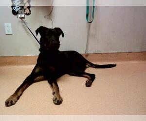 Doberman Pinscher-German Shepherd Dog Mix Dogs for adoption in Martinez, CA, USA
