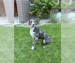 Great Dane Dogs for adoption in Polson, MT, USA