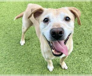Mutt Dogs for adoption in Raleigh, NC, USA