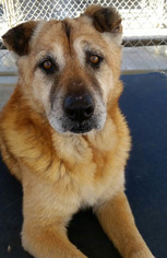 Labrador Retriever-Unknown Mix Dogs for adoption in Acworth, GA, USA