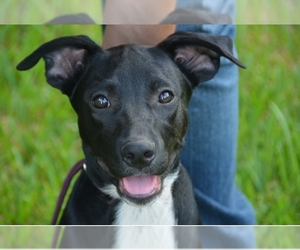Labrador Retriever-Staffordshire Bull Terrier Mix Dogs for adoption in Houston , TX, USA
