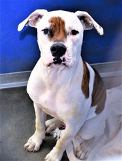 Bulloxer Dogs for adoption in San Jacinto, CA, USA