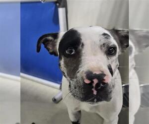 Mutt Dogs for adoption in Bakersfield, CA, USA