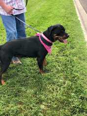 Rottweiler Dogs for adoption in Foristell, MO, USA