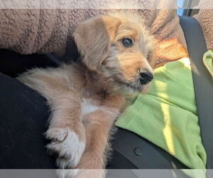 Golden Retriever-Unknown Mix Dogs for adoption in Mechanicsburg, PA, USA