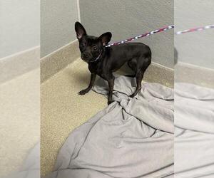 Chihuahua-Unknown Mix Dogs for adoption in Las Vegas, NV, USA