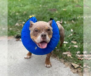 Bulldog Dogs for adoption in Muskegon, MI, USA