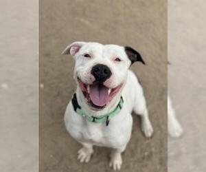 American Pit Bull Terrier Dogs for adoption in Santa Maria, CA, USA