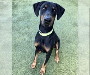 Doberman Pinscher-Unknown Mix Dogs for adoption in Houston, TX, USA