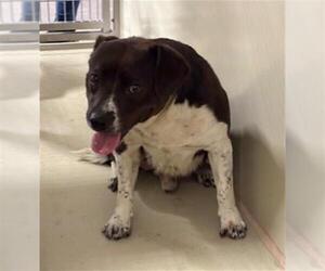 American Pit Bull Terrier-Unknown Mix Dogs for adoption in Bakersfield, CA, USA