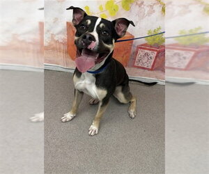 Mutt Dogs for adoption in San Bernardino, CA, USA