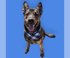 German Shepherd Dog Dogs for adoption in Bakersfield, CA, USA