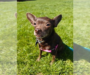 Chihuahua Dogs for adoption in Bellevue, WA, USA