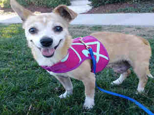 Medium Photo #1 Chihuahua Puppy For Sale in Alameda, CA, USA