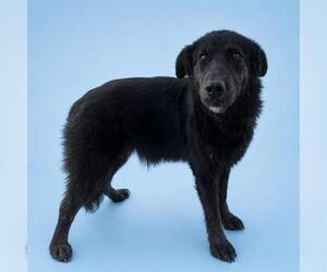 Border Collie-Unknown Mix Dogs for adoption in HESPERIA, CA, USA