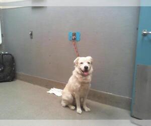 Golden Retriever-Unknown Mix Dogs for adoption in Las Vegas, NV, USA
