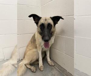 Mutt Dogs for adoption in Rosenberg, TX, USA