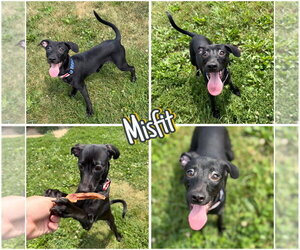 Mutt Dogs for adoption in Pierceton , IN, USA