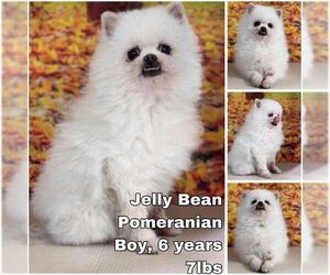 Pomeranian Dogs for adoption in Seattle, WA, USA