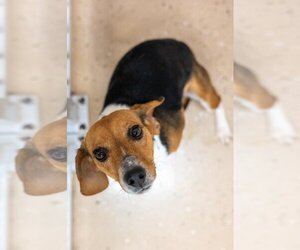 Beagle Dogs for adoption in Mundelein, IL, USA