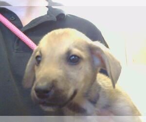 German Shepherd Dog-Unknown Mix Dogs for adoption in Sacramento, CA, USA