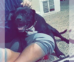 American Pit Bull Terrier Dogs for adoption in Ogden, UT, USA