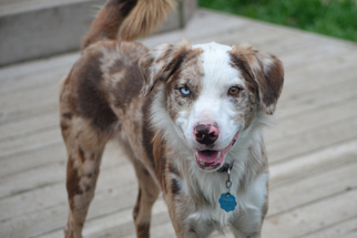 Border-Aussie Dogs for adoption in Fenton, MO, USA