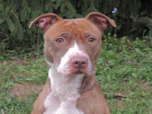 American Pit Bull Terrier Dogs for adoption in Beckley, WV, USA