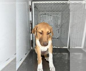 Mastiff-Unknown Mix Dogs for adoption in Bakersfield, CA, USA