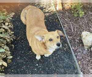 Pembroke Welsh Corgi-Unknown Mix Dogs for adoption in Denver , CO, USA