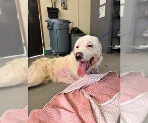 Great Pyrenees Dogs for adoption in Camarillo, CA, USA