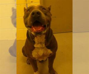 Mastiff-Unknown Mix Dogs for adoption in Sanford, FL, USA