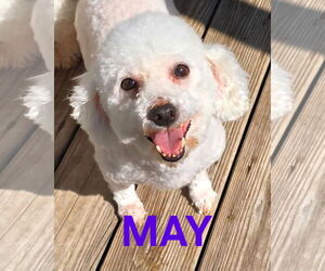 Bichon Frise Dogs for adoption in Seaford, DE, USA