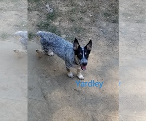 Mutt Dogs for adoption in Nesbit, MS, USA