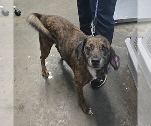 Mutt Dogs for adoption in Evansville, IN, USA