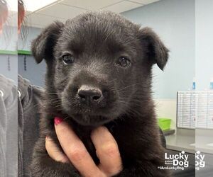 German Shepherd Dog-Unknown Mix Dogs for adoption in Washington, DC, USA