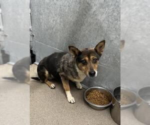 Texas Heeler-Unknown Mix Dogs for adoption in HESPERIA, CA, USA