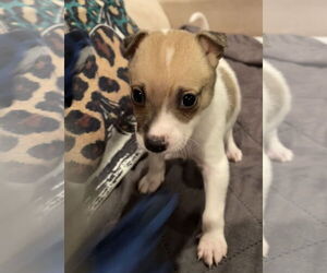 Mutt Dogs for adoption in Plainfield, IL, USA