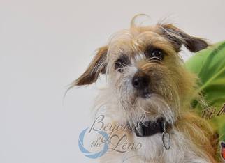 Cairn Terrier Dogs for adoption in Oxford, MI, USA