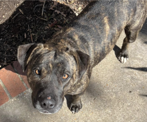 Plott Hound-Unknown Mix Dogs for adoption in Shreveport, LA, USA